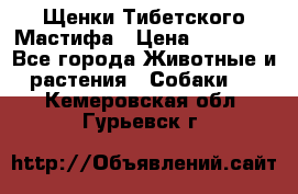 Щенки Тибетского Мастифа › Цена ­ 60 000 - Все города Животные и растения » Собаки   . Кемеровская обл.,Гурьевск г.